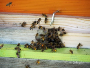 §105 La società delle api